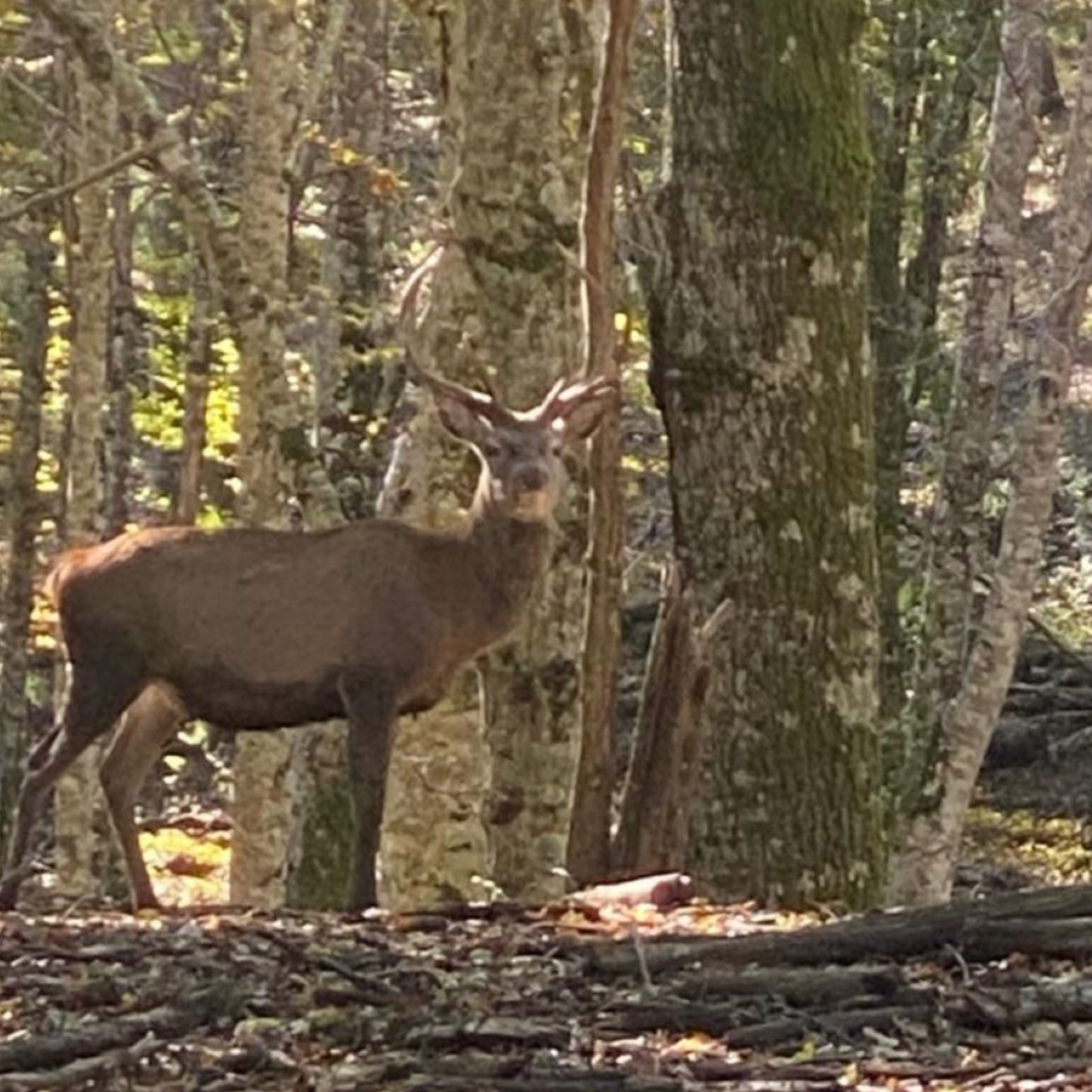 Parco del Pollino: Trekking Guidato al Bosco Magnano e al Torrente Peschiera