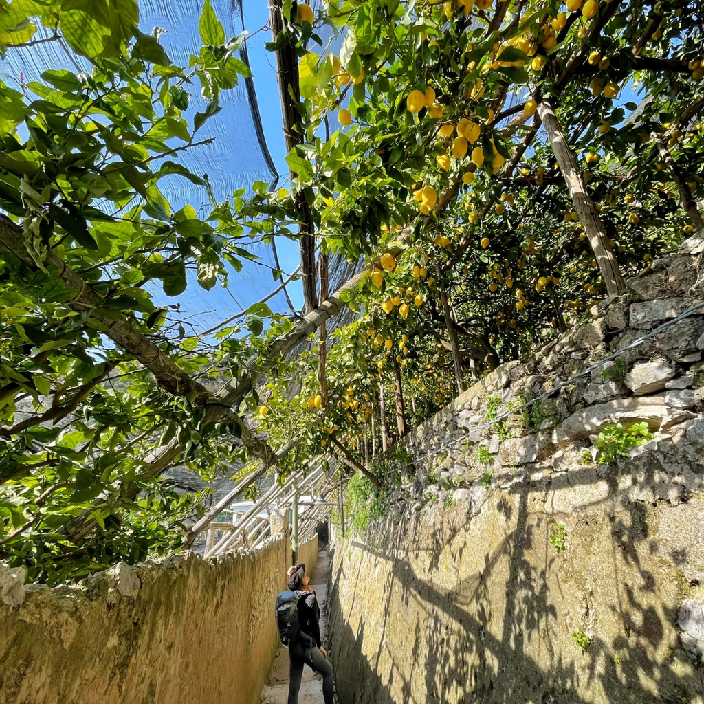 Il Sentiero dei Limoni: da Maiori a Minori – Domenica 6 Settembre 2026