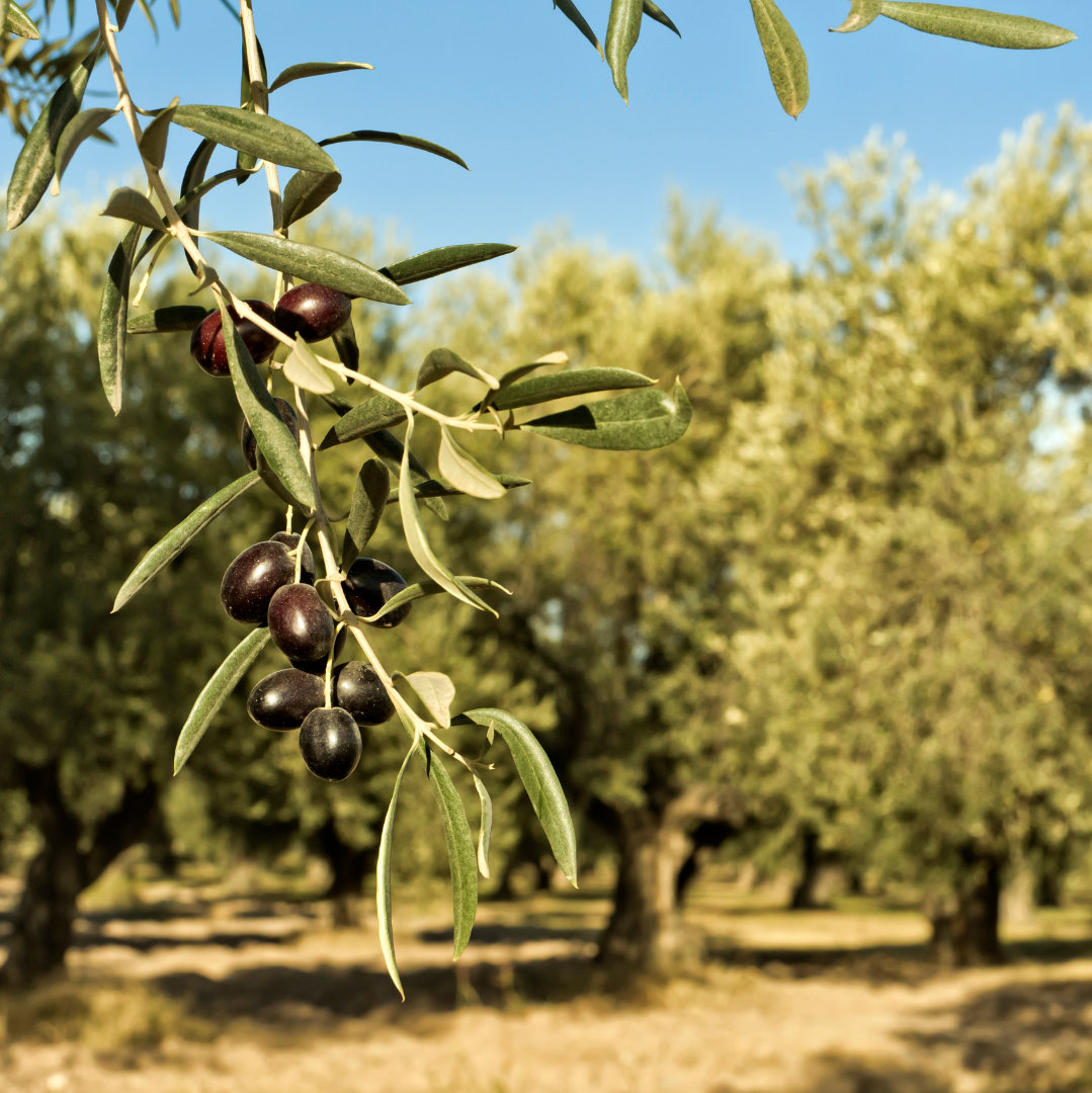 Tour dell' Olio e Brunch in Frantoio a Sortino (Siracusa)