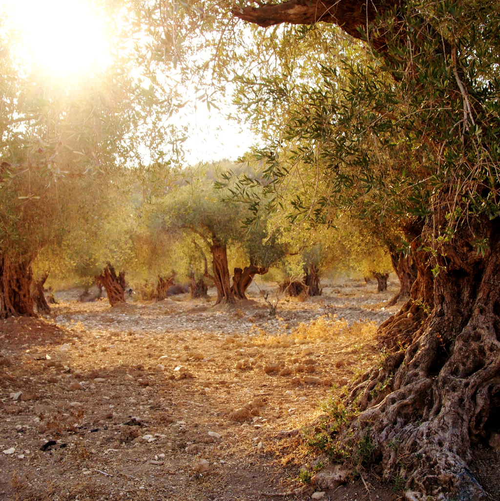 Tour dell' Olio e Brunch in Frantoio a Sortino (Siracusa)