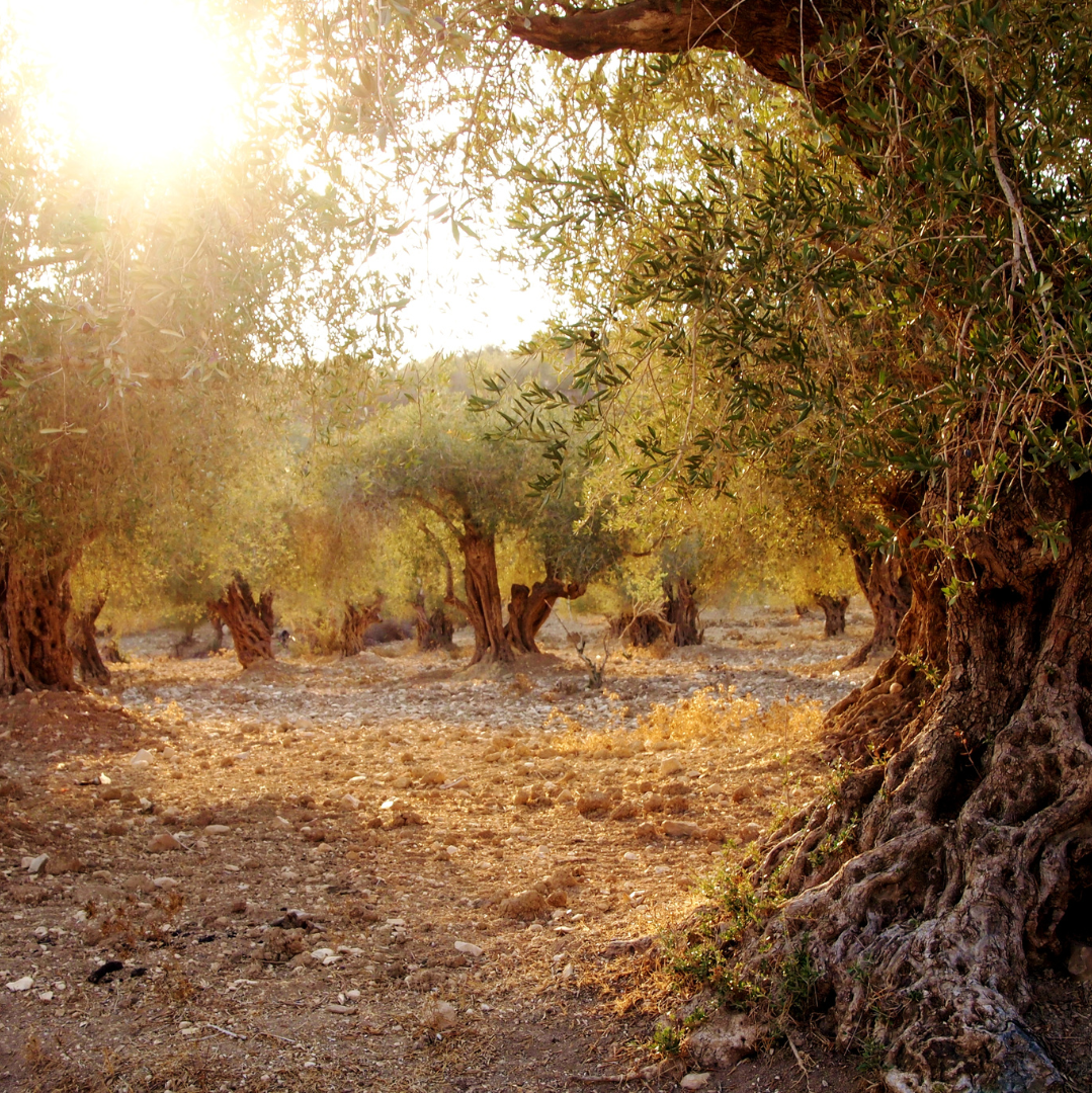 Tour dell' Olio e Brunch in Frantoio a Sortino (Siracusa)