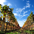 Archeo-Wine Tour nel Mandrolisai: Nuraghi, Menhir e Vino Rosso