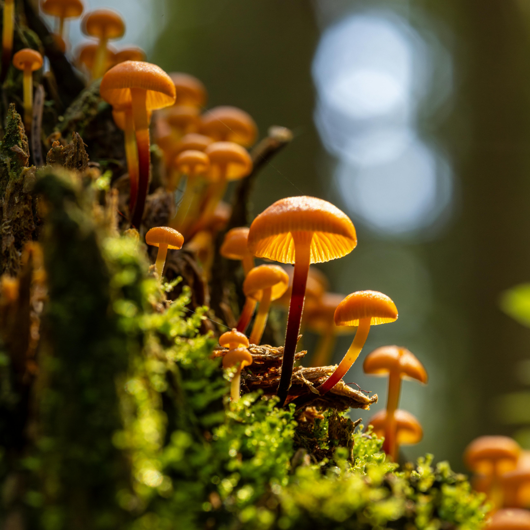 Funghi e Castagne in Basilicata: Weekend a Rotondella e Bosco Magnano (2 Giorni / 1 Notte)