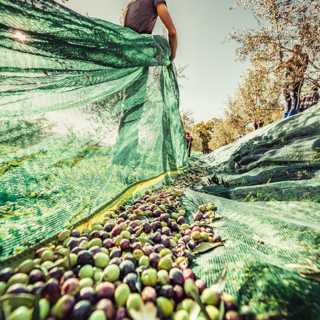 Esperienza di Raccolta delle Olive in Basilicata  – Domenica 1 Novembre 2026
