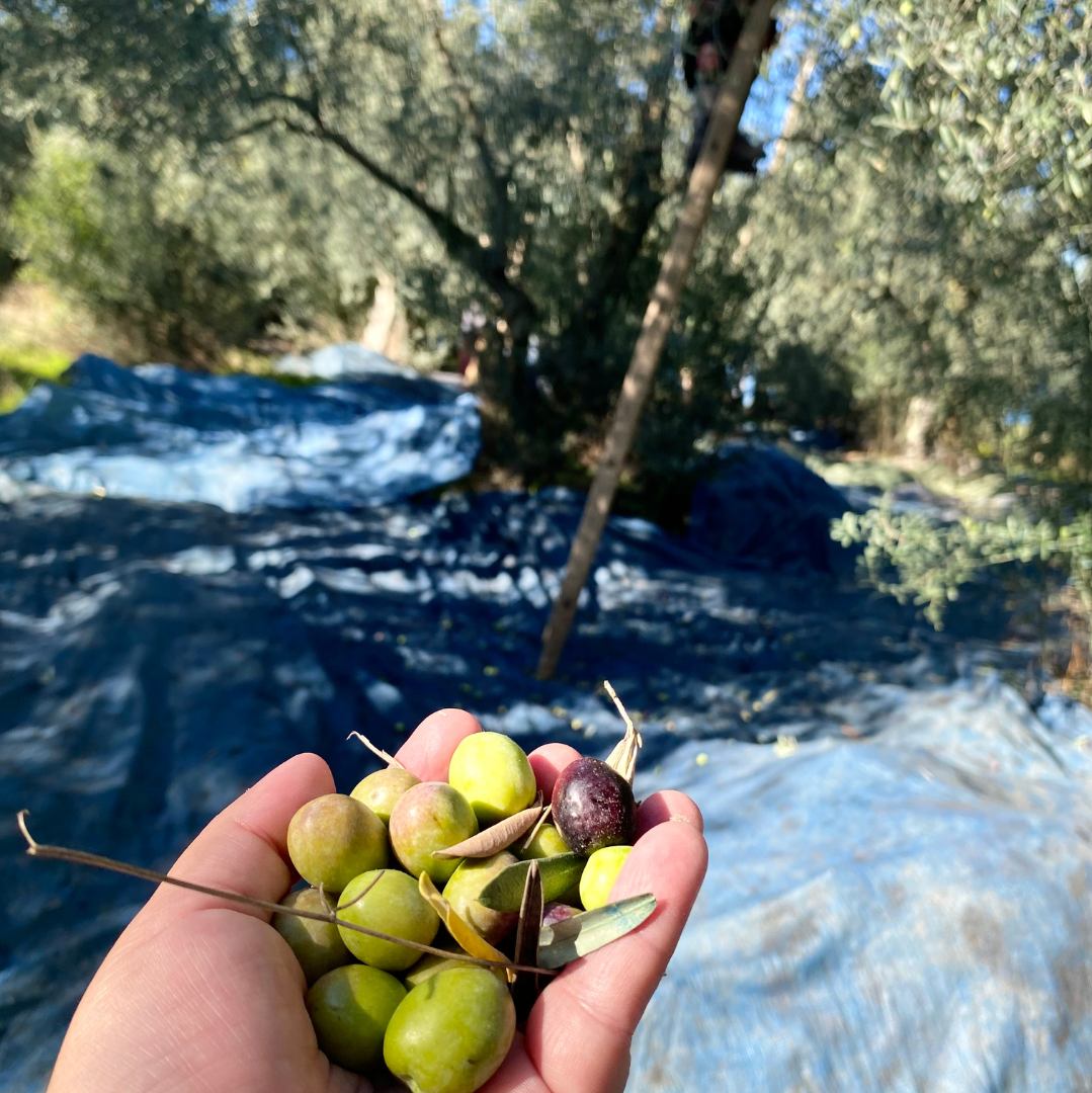 Esperienza di Raccolta delle Olive in Basilicata  – Domenica 1 Novembre 2026