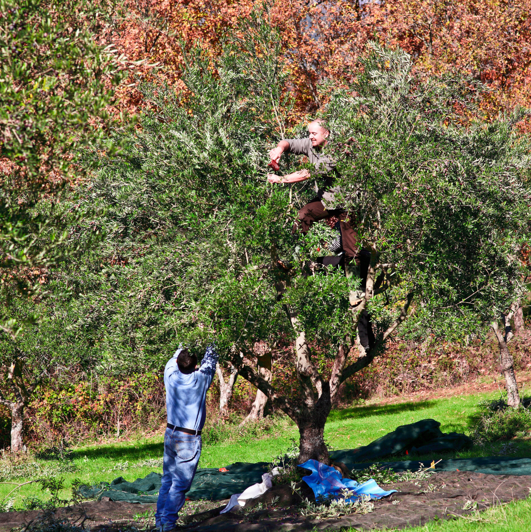 Esperienza di Raccolta delle Olive in Basilicata  – Domenica 1 Novembre 2026
