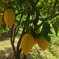 Tour dei limoni classico ad Amalfi con Degustazione e Museo