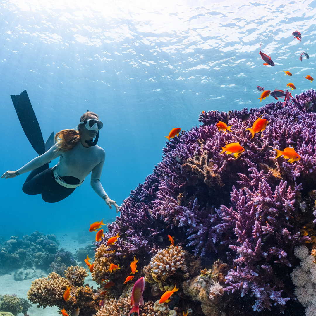 Tour in Barca e Snorkeling da Sorrento con Biologo Marino