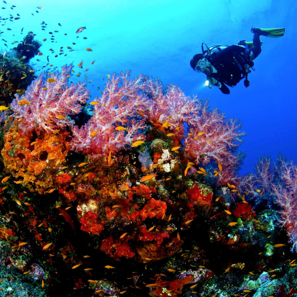 Tour in Barca e Snorkeling da Sorrento con Biologo Marino