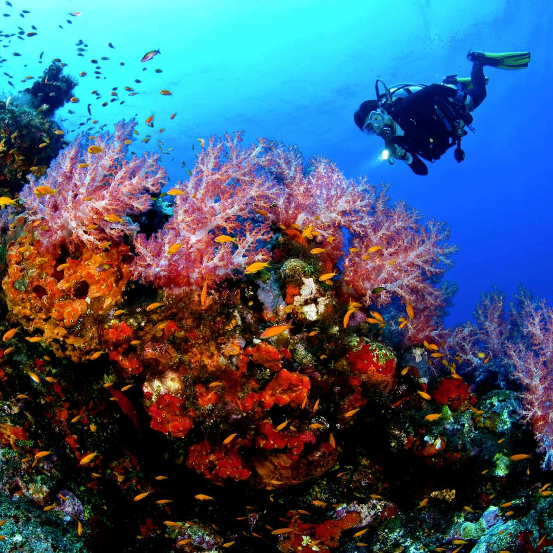Tour in Barca e Snorkeling da Sorrento con Biologo Marino