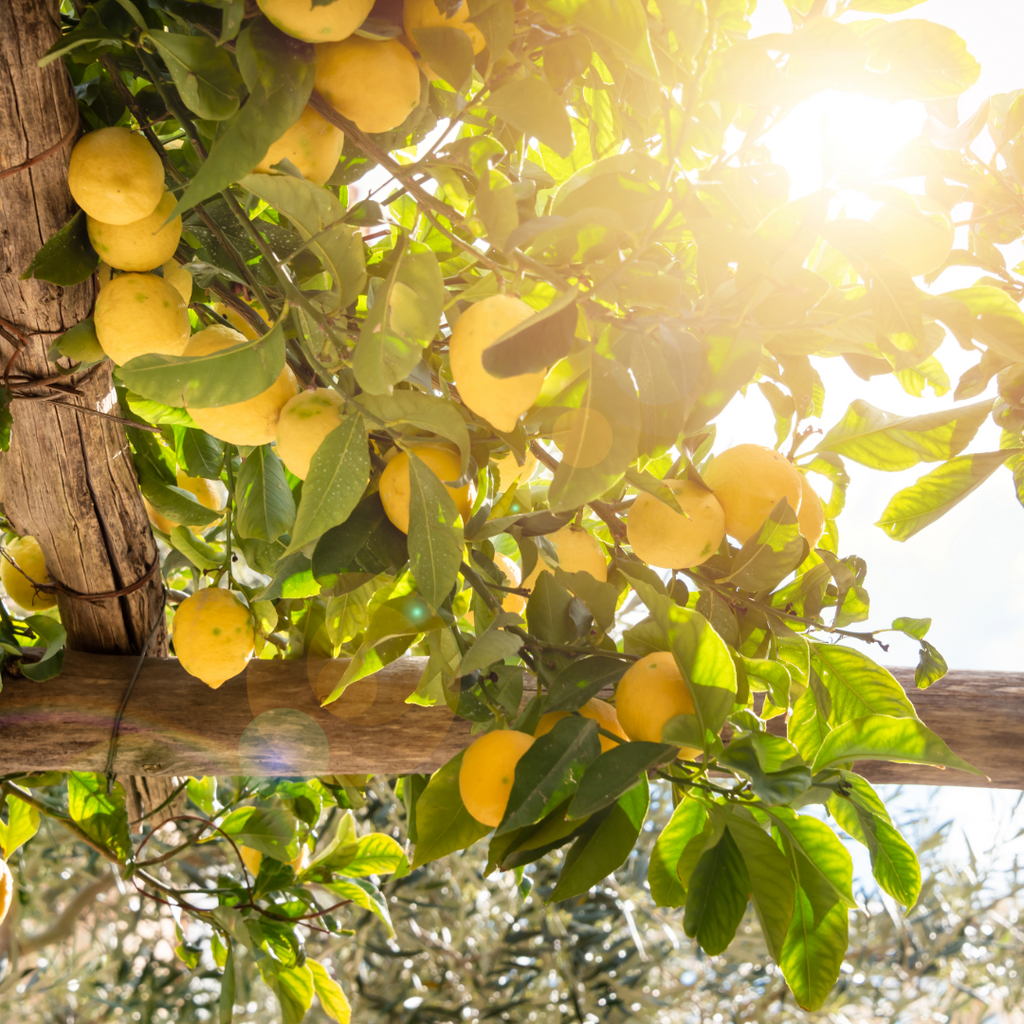 Tour dei limoni classico ad Amalfi con Degustazione e Museo