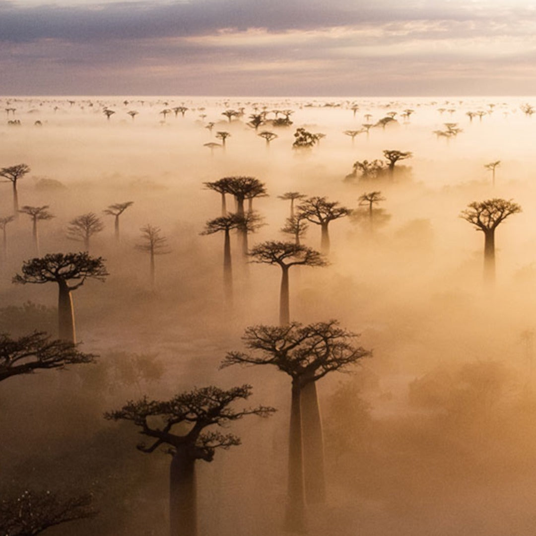 MADAGASCAR 4 Agosto – BAOBAB AVENUE