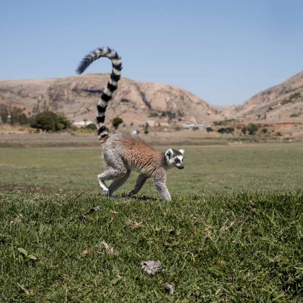MADAGASCAR 4 Agosto – BAOBAB AVENUE