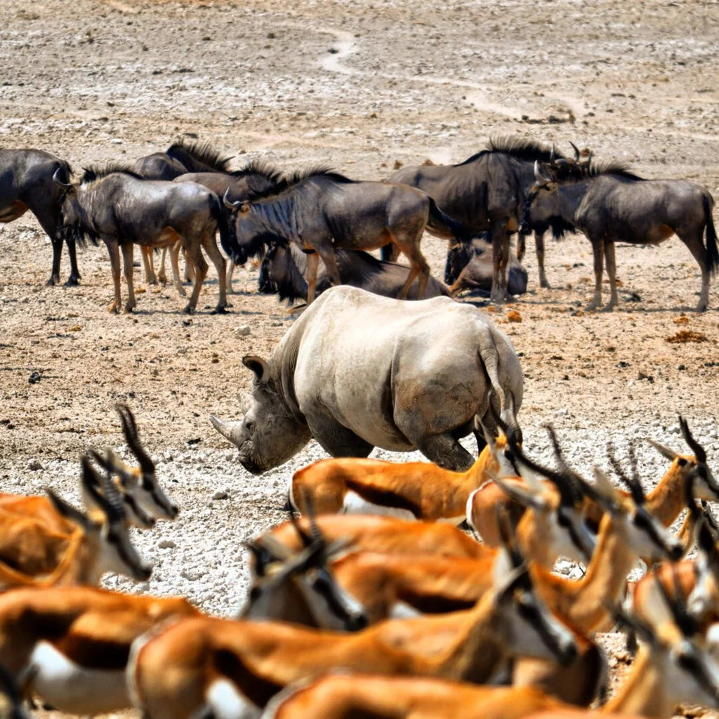 NAMIBIA da Maggio a Dicembre – Meraviglie Africane