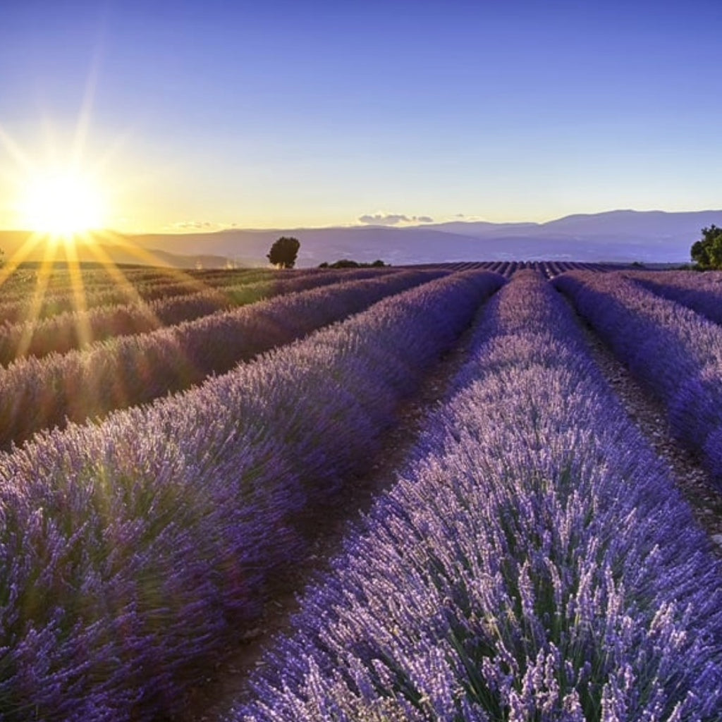 Provenza – Camargue & Costa Azzurra 2026–27 “Il profumo di lavanda e l’azzurro del mare”