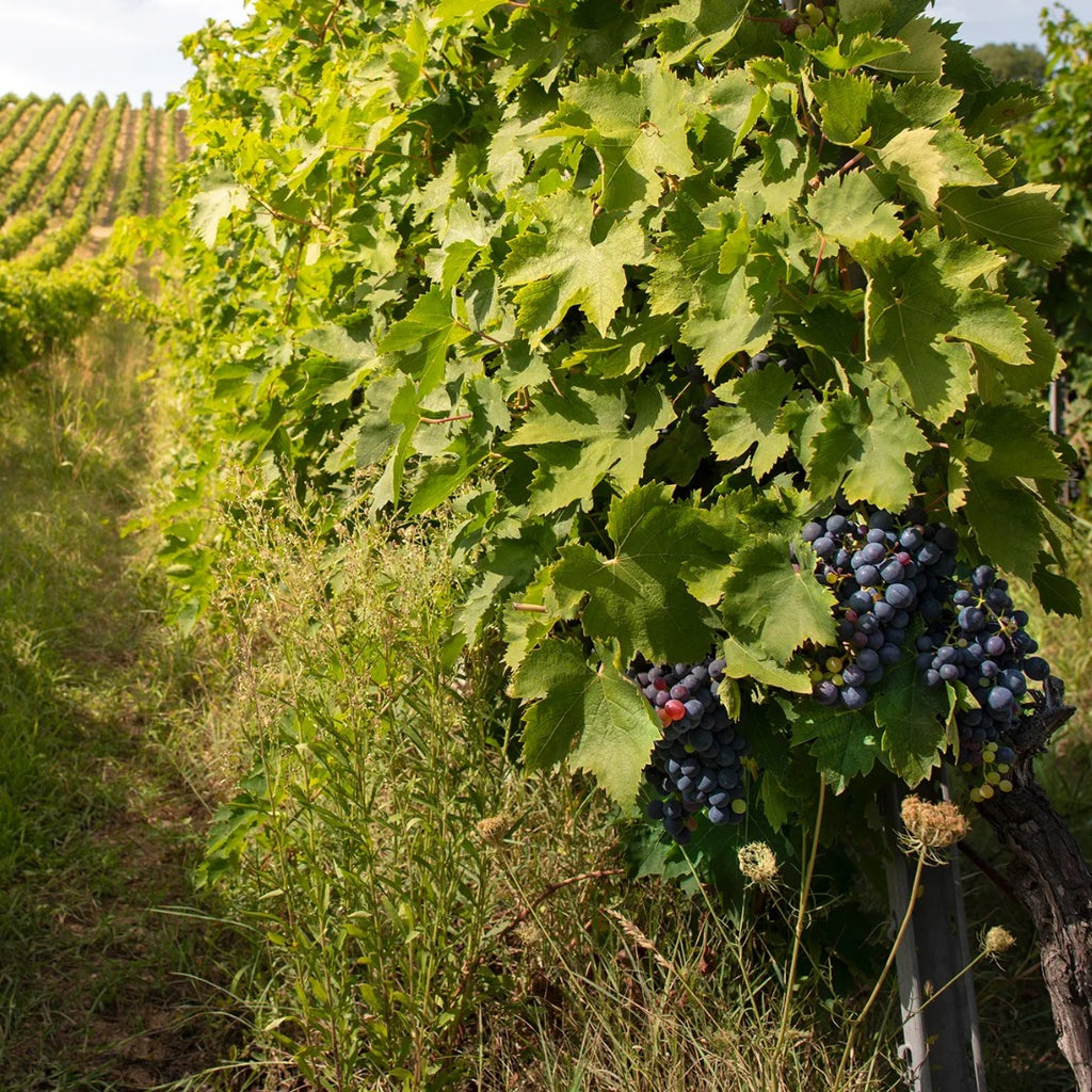 TOUR DEL CHIANTI 19 Settembre
