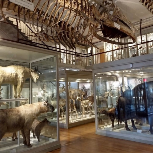 BOSTON MAGGIO - OTTOBRE